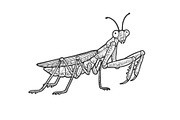 European mantis sketch vector