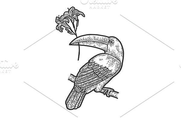 toucan and lilies sketch vector