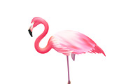 Pink flamingo bird realistic image