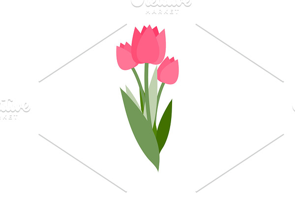 Pink Tulips with Green Foliage