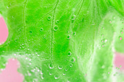green lettuce leaves close-up, macro
