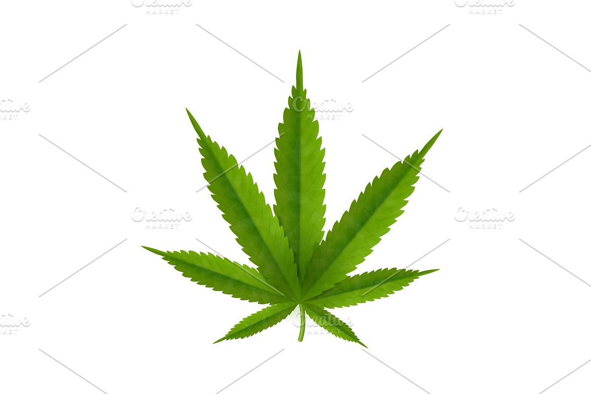 Cannabis leaf isolated on white in Illustrations - product preview 8
