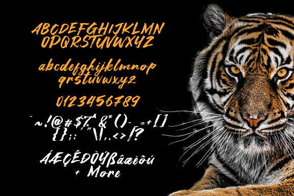Asia Tiger Brush Font in Script Fonts - product preview 4