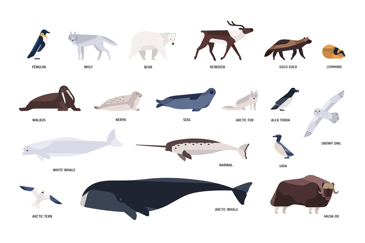 Polar animals set in Illustrations - product preview 8