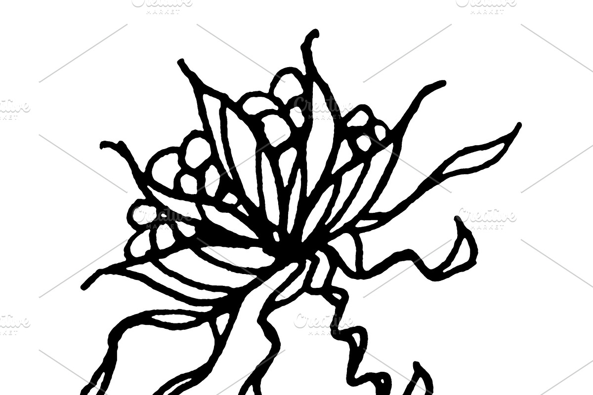 Black and White Isolated Flower Illu in Illustrations - product preview 8