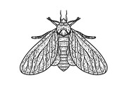 clothing moth sketch vector