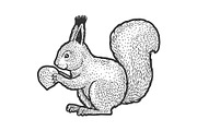 squirrel with nut sketch vector