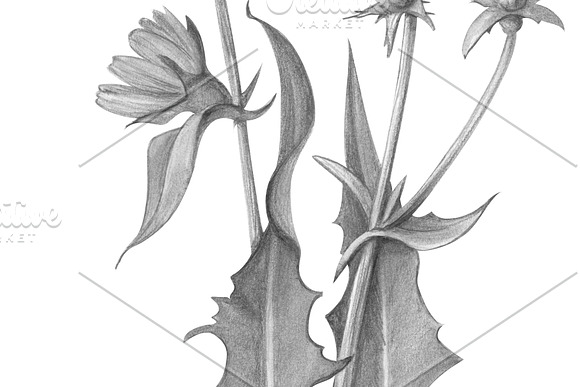 Chicory Pencil Drawing in Illustrations - product preview 2
