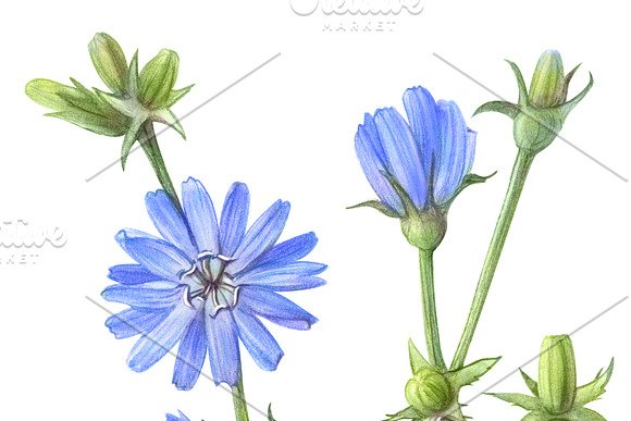 Chicory Pencil Drawing in Illustrations - product preview 1