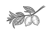 lemon branch with fruits sketch