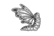 Caterpillar butterfly wings sketch