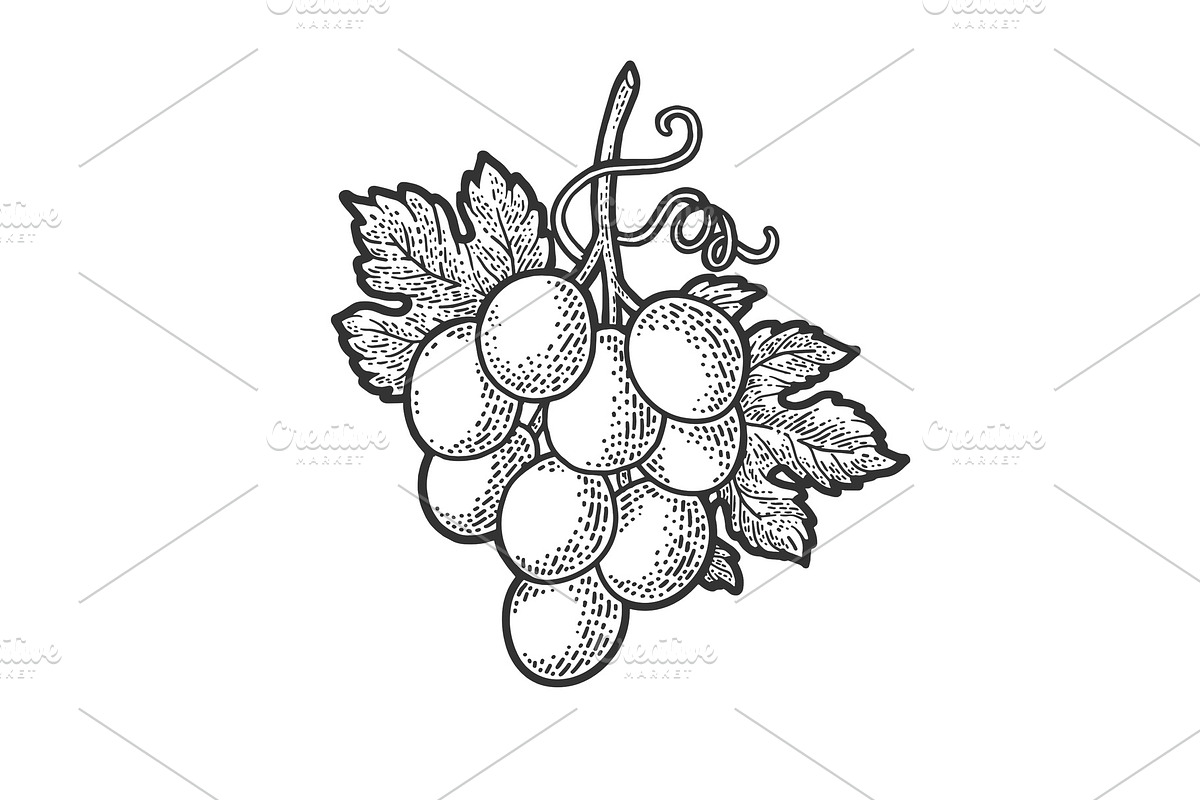 small bunch of grapes sketch vector in Illustrations - product preview 8
