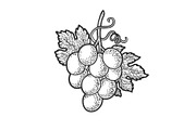 small bunch of grapes sketch vector