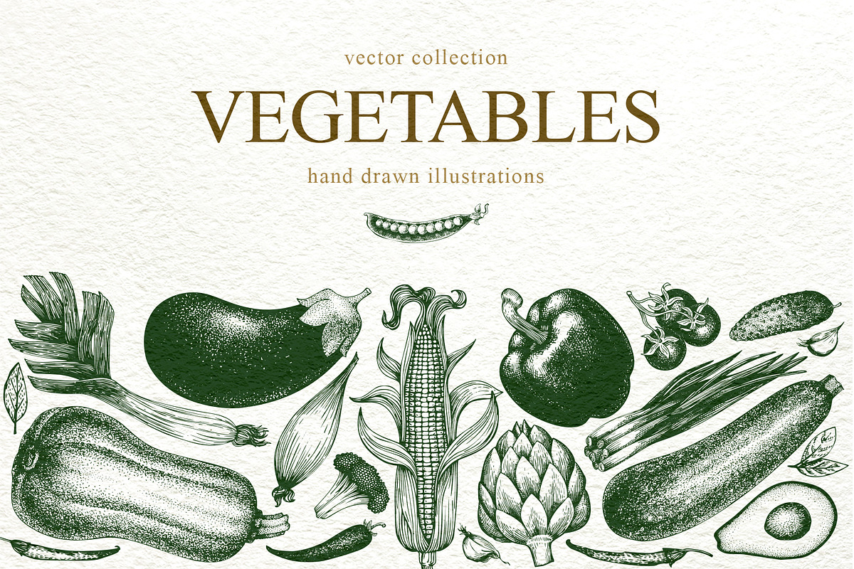 Vegetable Vector Collection in Illustrations - product preview 8