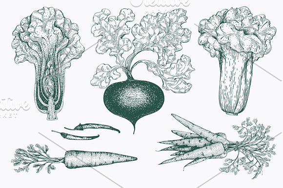 Vegetable Vector Collection in Illustrations - product preview 4