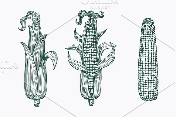 Vegetable Vector Collection in Illustrations - product preview 5
