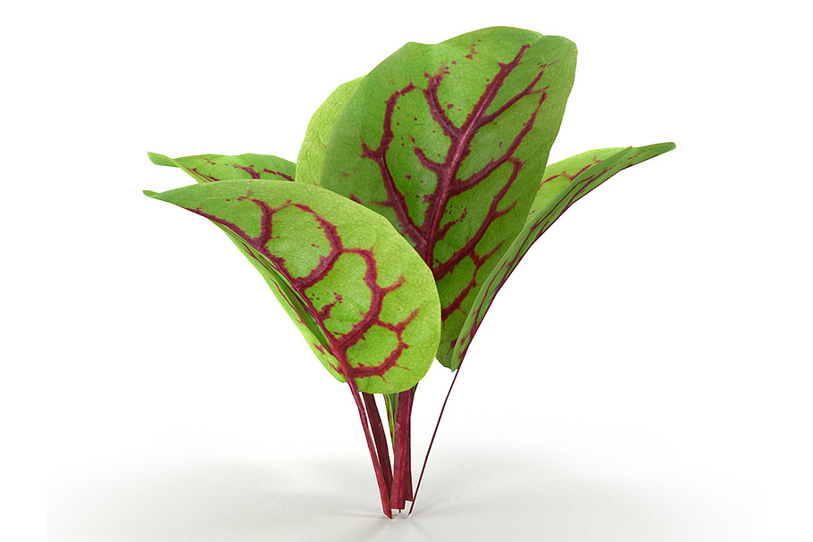 Blood sorrel in Nature - product preview 8