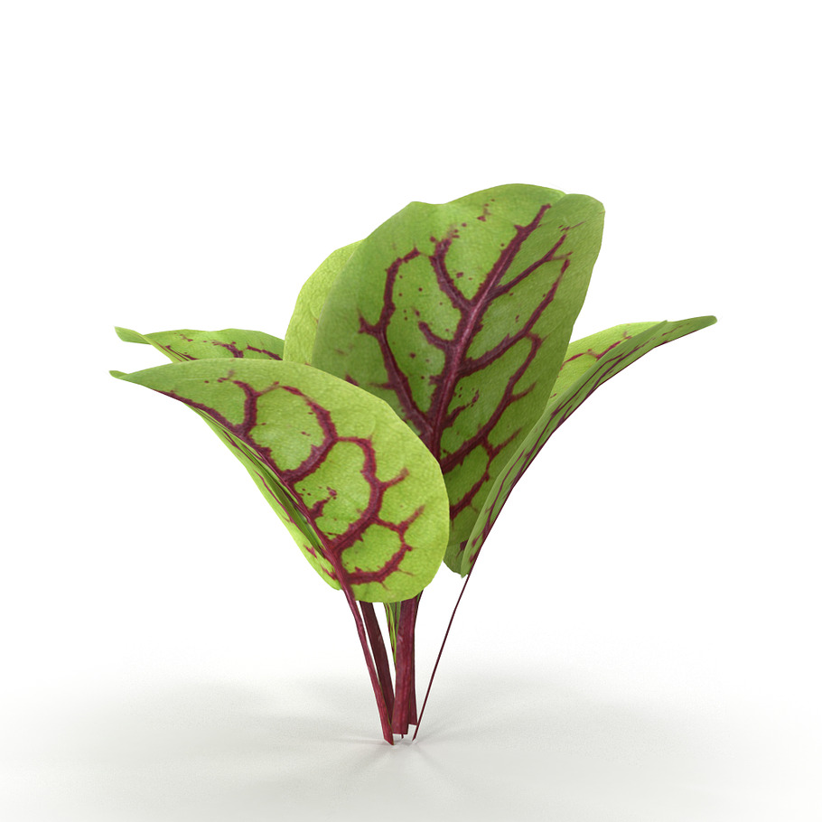 Blood sorrel in Nature - product preview 2