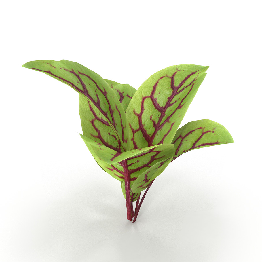 Blood sorrel in Nature - product preview 3