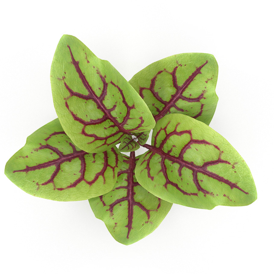 Blood sorrel in Nature - product preview 4