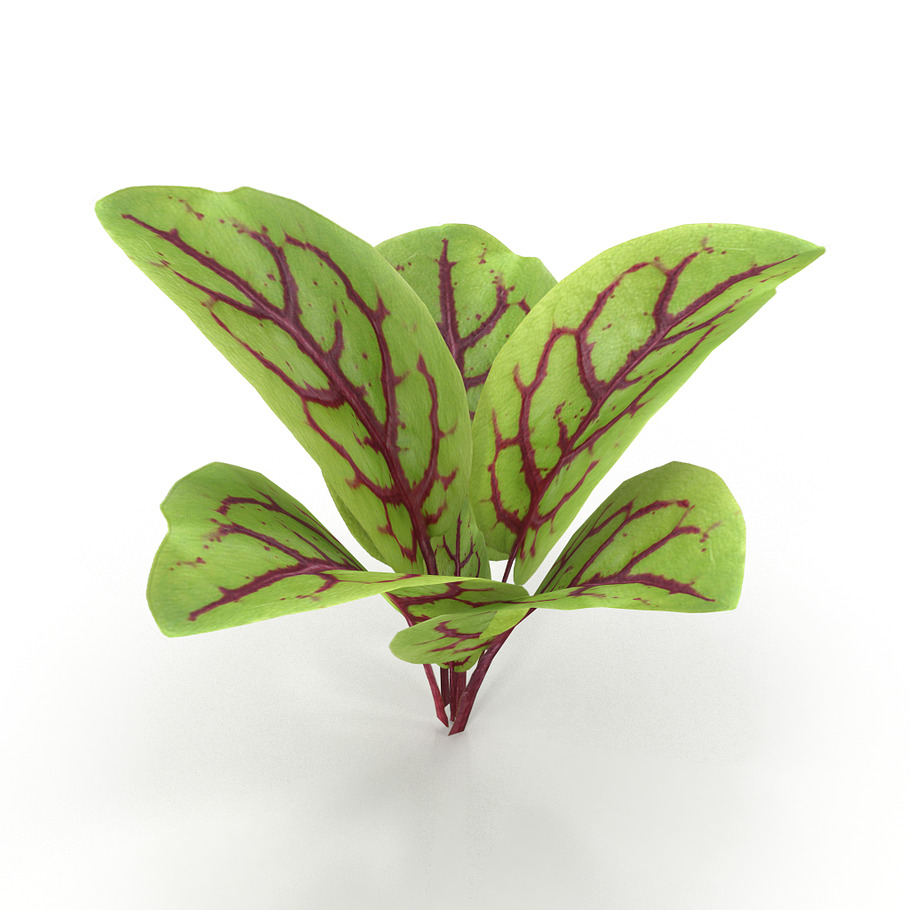 Blood sorrel in Nature - product preview 5
