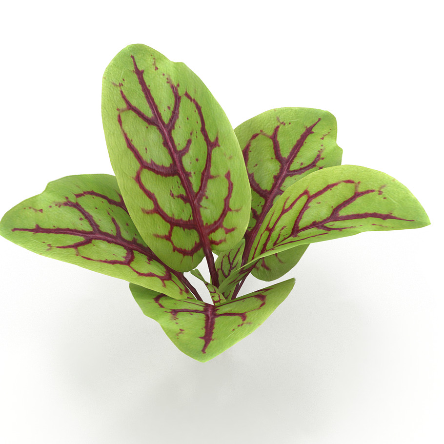 Blood sorrel in Nature - product preview 6