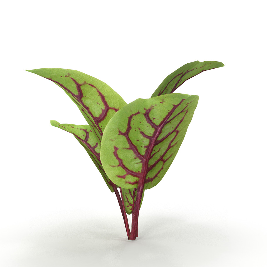 Blood sorrel in Nature - product preview 7