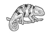 Chameleon lizard sketch vector