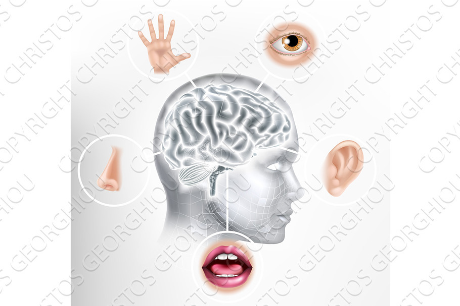 Five Senses Human Brain Head Face AI in Illustrations - product preview 8