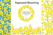 Rapeseed Blooming