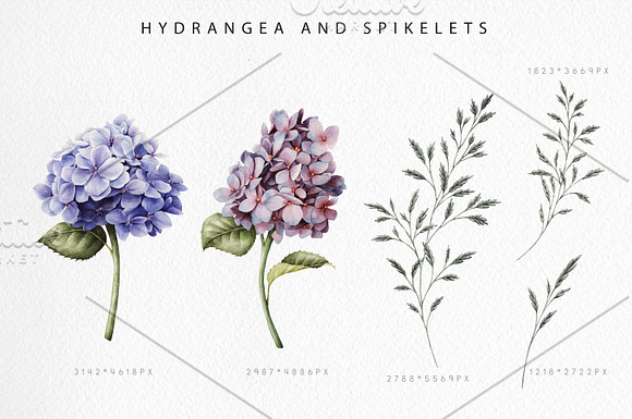 Watercolor flowers (20 PNG) in Illustrations - product preview 5