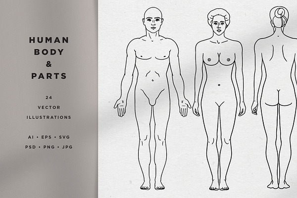 Human Body Vector Illustrations
