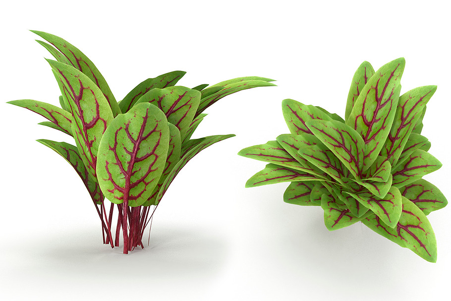 Blood sorrel Bunch in Nature - product preview 8