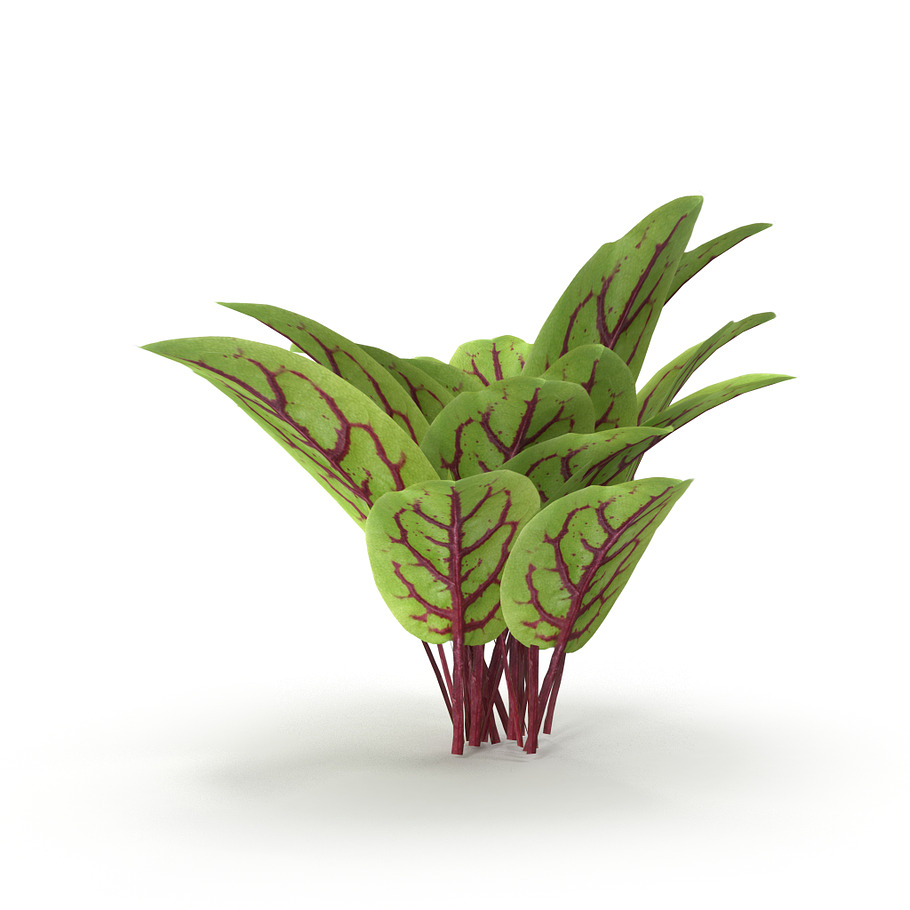 Blood sorrel Bunch in Nature - product preview 1