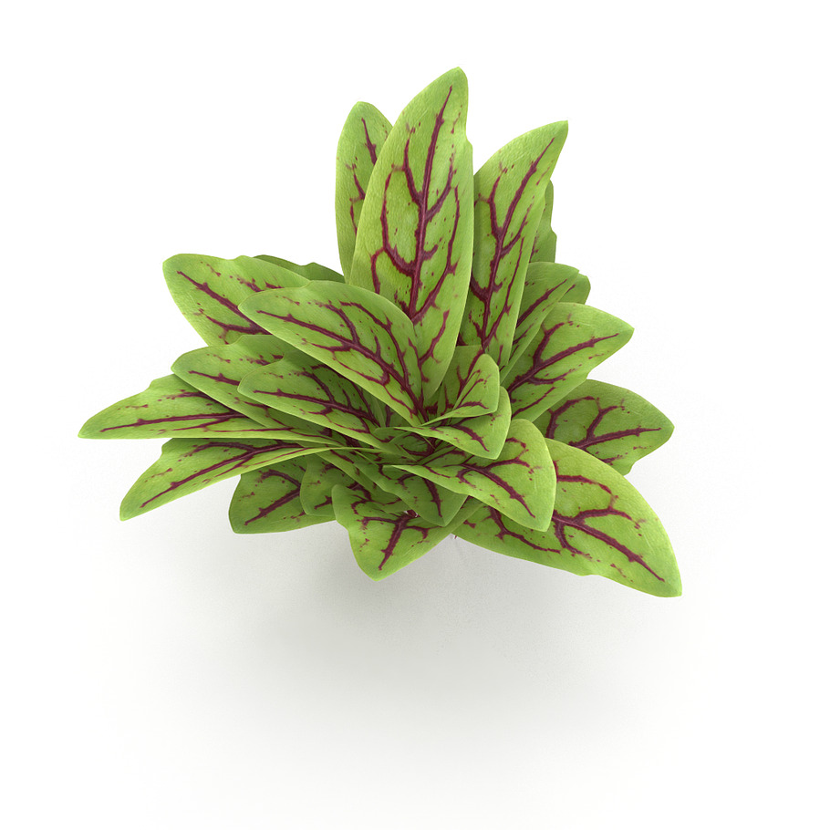Blood sorrel Bunch in Nature - product preview 2