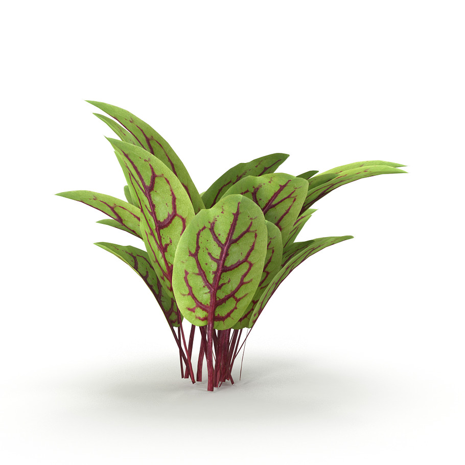 Blood sorrel Bunch in Nature - product preview 4