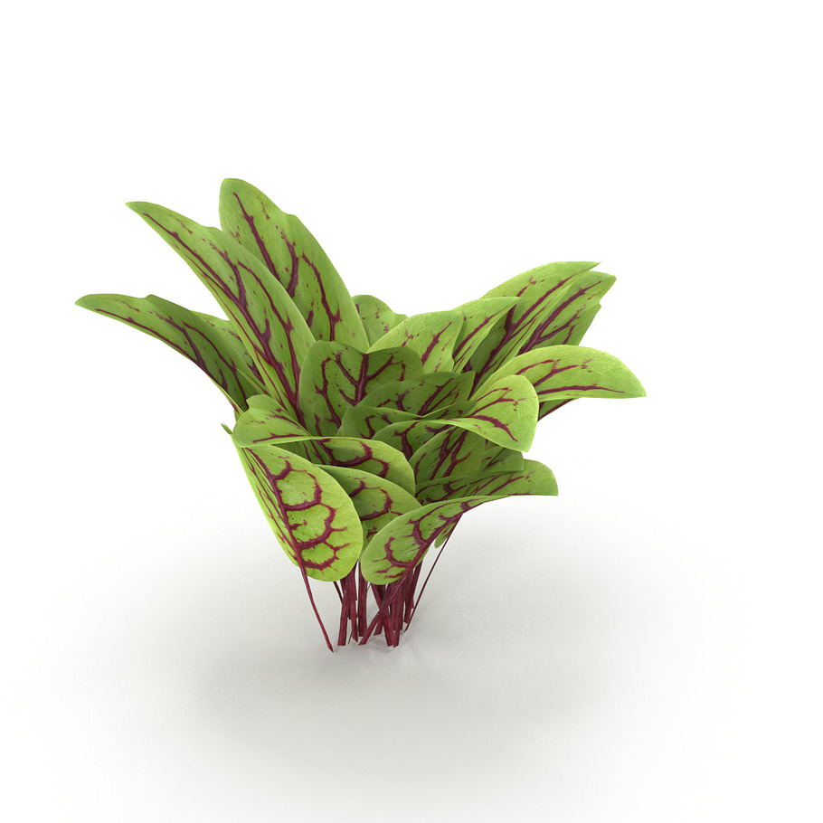 Blood sorrel Bunch in Nature - product preview 7