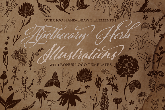 Apothecary Herb Illustrations in Illustrations - product preview 6
