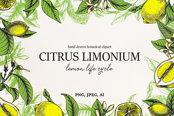 Lemon Botanical vector illustrations