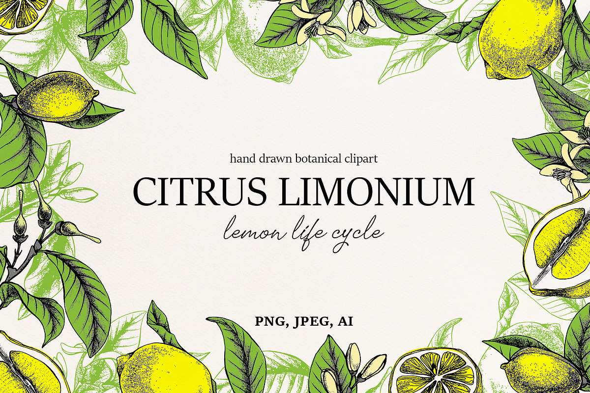 Lemon Botanical vector illustrations in Illustrations - product preview 8