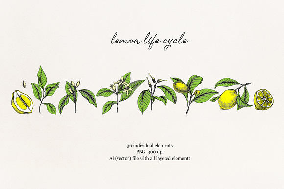 Lemon Botanical vector illustrations in Illustrations - product preview 1