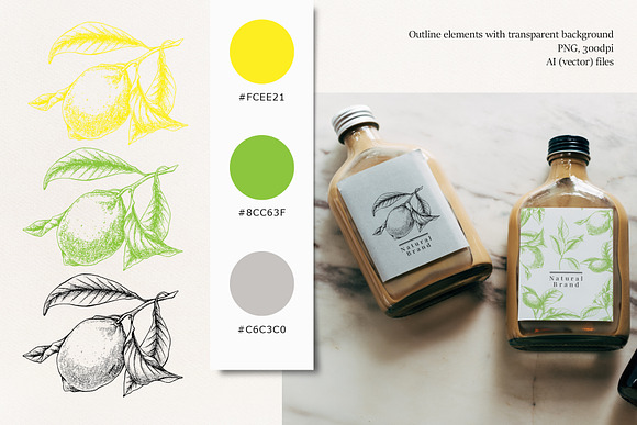 Lemon Botanical vector illustrations in Illustrations - product preview 2
