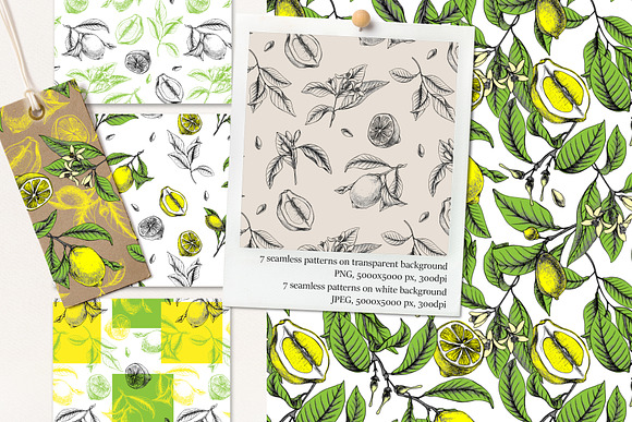 Lemon Botanical vector illustrations in Illustrations - product preview 4