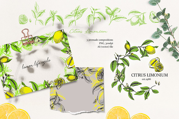 Lemon Botanical vector illustrations in Illustrations - product preview 6