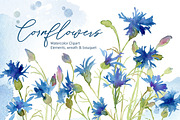 Watercolor Blue Cornflowers Flowers