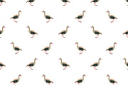 Birds Photo Motif Seamless Pattern