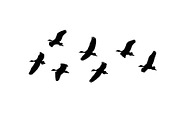 Isolated Group of Birds Flying Graph