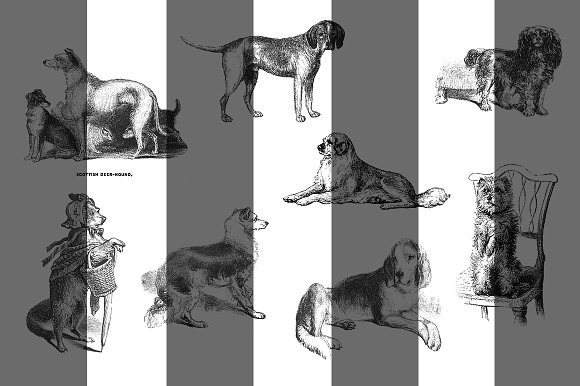 Vintage Dog Graphic Illustration PNG in Graphics - product preview 1
