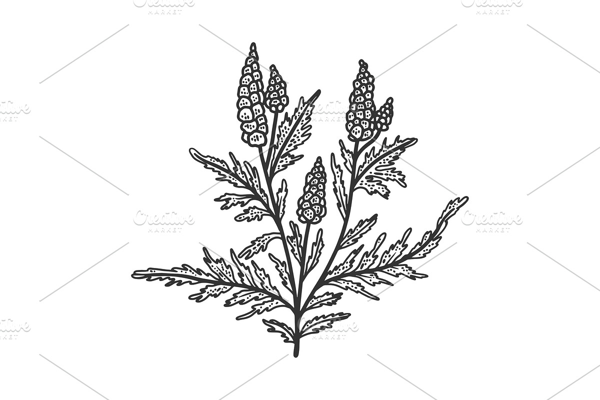 Ragweed Ambrosia plant sketch in Illustrations - product preview 8