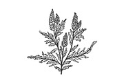 Ragweed Ambrosia plant sketch